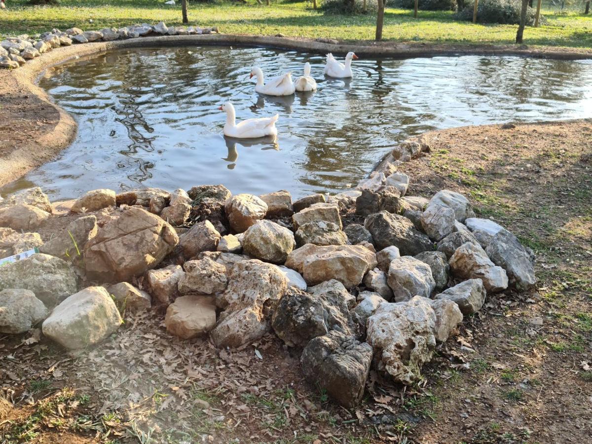 Agriturismo L'Ulivo Padula Zewnętrze zdjęcie