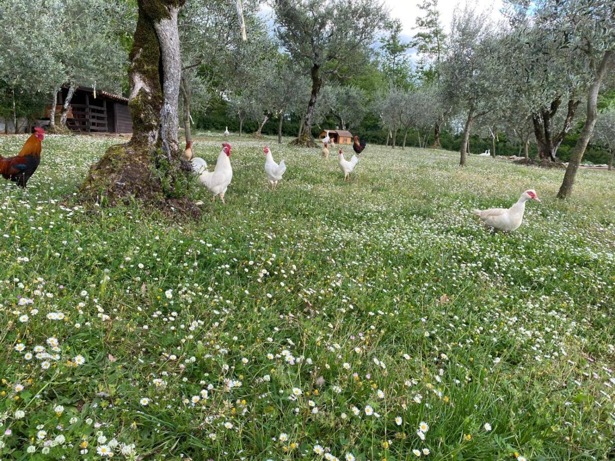 Agriturismo L'Ulivo Padula Zewnętrze zdjęcie